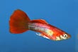 Orange Sunshine Guppy 